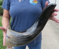 20 to 23-7/8 inches Wide Base Polished Buffalo Horns <font color=red> Wholesale</font> - 3 @ $32.00 each; 6 @ $28.50 each 