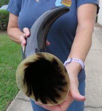 20 to 23-7/8 inches Wide Base Polished Buffalo Horns <font color=red> Wholesale</font> - 3 @ $32.00 each; 6 @ $28.50 each 