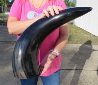 20 to 23-7/8 inches Wide Base Polished Buffalo Horns <font color=red> Wholesale</font> - 3 @ $32.00 each; 6 @ $28.50 each 