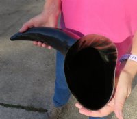 20 to 23-7/8 inches Wide Base Polished Buffalo Horns <font color=red> Wholesale</font> - 3 @ $32.00 each; 6 @ $28.50 each 