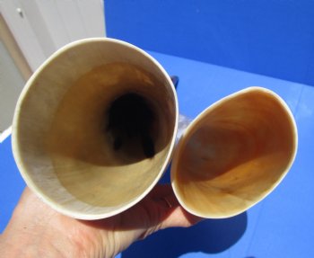 20 to 24-7/8 inches White Polished Cattle Horns <font color=red> Wholesale</font>, Marble Look - 6 @ @24 each- 
