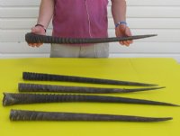 Real Gemsbok Horns, Oryx - <font color=red>22 to 32-7/8 </font> inches long -   2 @ $27.20;<font color=red> 33 to 36 </font> inches long - 2 @ $30.40 each 