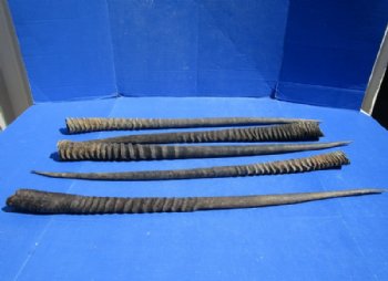 Gemsbok Horns 25 to 36 inches, <font color=red> Grade B  Wholesale</font> 9 @ $10.50 each