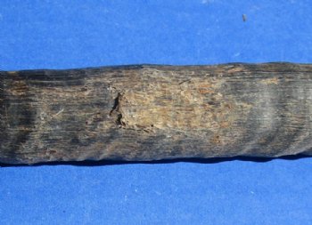 Gemsbok Horns 25 to 36 inches, <font color=red> Grade B  Wholesale</font> 9 @ $10.50 each