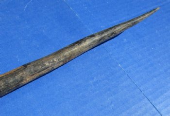 Gemsbok Horns 25 to 36 inches, <font color=red> Grade B  Wholesale</font> 9 @ $10.50 each