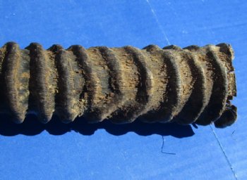 Gemsbok Horns 25 to 36 inches, <font color=red> Grade B  Wholesale</font> 9 @ $10.50 each