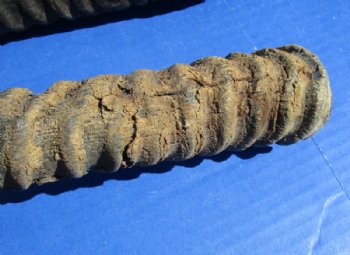 Gemsbok Horns 25 to 36 inches, <font color=red> Grade B  Wholesale</font> 9 @ $10.50 each