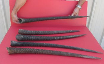 Real Gemsbok Horns, Oryx - <font color=red>22 to 32-7/8 </font> inches long -   2 @ $27.20;<font color=red> 33 to 36 </font> inches long - 2 @ $30.40 each 