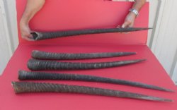 Real Gemsbok Horns, Oryx - <font color=red>22 to 32-7/8 </font> inches long -   2 @ $27.20;<font color=red> 33 to 36 </font> inches long - 2 @ $30.40 each 