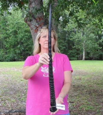 Polished Gemsbok Horns 29 to 35 inches - 1 or 2 @ $40.00 each