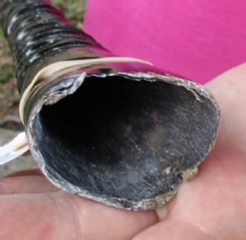 Polished Gemsbok Horns 29 to 35 inches - 1 or 2 @ $40.00 each