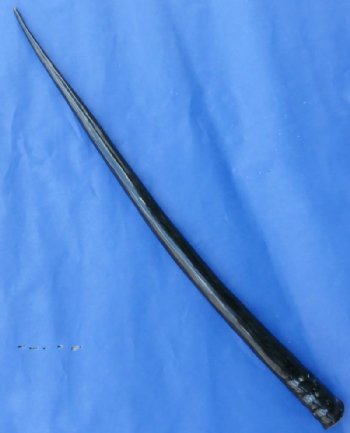 Polished Gemsbok Horns 29 to 35 inches - 1 or 2 @ $40.00 each
