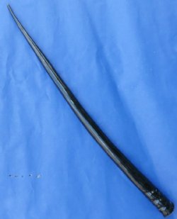 Polished Gemsbok Horns 29 to 35 inches - 1 or 2 @ $40.00 each