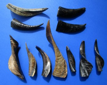 4 to 10 inches Indian Semi-Polished Goat Horns - 5 @ $4.00 each; 20 @ $3.12 each