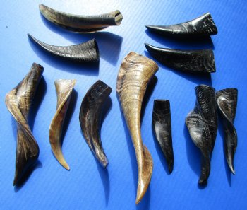 4 to 10 inches Indian Semi-Polished Goat Horns - 5 @ $4.00 each; 20 @ $3.12 each
