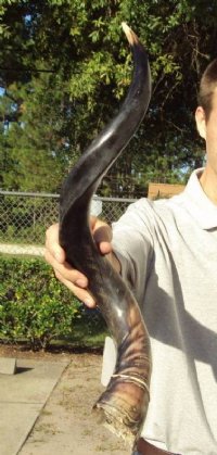 Small Half-Polished Kudu Horns 20 to 24 inches <font color=red> Wholesale</font> - 3 @ $42.00 each; 5 @ $37.00 each