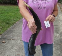 Small Half-Polished Kudu Horns 20 to 24 inches <font color=red> Wholesale</font> - 3 @ $42.00 each; 5 @ $37.00 each