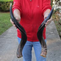 Half Polished Kudu Horns 25 to 29 inches <font color=red> Wholesale</font> - 5 @ $50.00 each