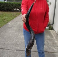 30 to 34 inches Half-Polished Kudu Horns <font color=red> Wholesale</font> - 5 @ $72.00 each (SHIPS UPS - DELIVERY SIGNATURE REQUIRED)