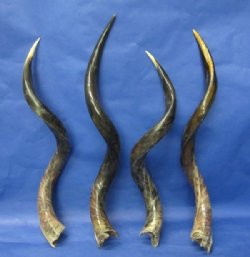 40 to 44 inches Half-Polished Kudu Horns <font color=red> Wholesale</font> -  1 or 2 @ $134.99 each (UPS SHIPPING ONLY)