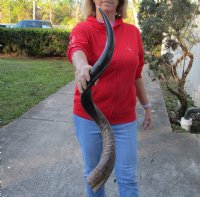 40 to 44 inches Half-Polished Kudu Horns <font color=red> Wholesale</font> -  1 or 2 @ $134.99 each (UPS SHIPPING ONLY)