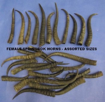 Female Springbok Horns in Bulk, 4 to 9 inches - Pack of 2 @ $7.20 each; Pack of 5 @ $6.80 each; Pack of 10 @ $6.40 each 