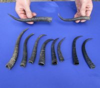 Female Springbok Horns in Bulk, 4 to 9 inches - Pack of 2 @ $7.20 each; Pack of 5 @ $6.80 each; Pack of 10 @ $6.40 each 