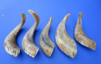 12 to 15 inches Buffed Indian Sheep Horns, Ram Horns, Light Shine- 2 @ $12.00 each <FONT COLOR=RED> *SALE* 2 @ $9.60 EACH</FONT>