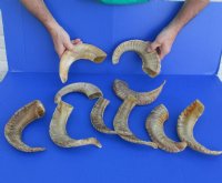 12 to 15 inches Buffed Indian Sheep Horns, Ram Horns, Light Shine- 2 @ $12.00 each <FONT COLOR=RED> *SALE* 2 @ $9.60 EACH</FONT>