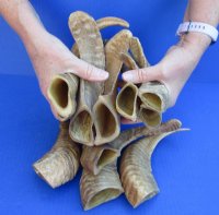 12 to 15 inches Buffed Indian Ram Horns, Sheep Horns <font color=red>Wholesale</font> Light Shine- 14 @ $7.00 each <FONT COLOR=RED> *SALE* 20 @ $5.00 EACH</FONT>