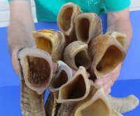 12 to 15 inches Buffed Indian Sheep Horns, Ram Horns, Light Shine- 2 @ $12.00 each <FONT COLOR=RED> *SALE* 2 @ $9.60 EACH</FONT>