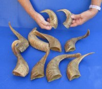 12 to 15 inches Buffed Indian Ram Horns, Sheep Horns <font color=red>Wholesale</font> Light Shine- 14 @ $7.00 each <FONT COLOR=RED> *SALE* 20 @ $5.00 EACH</FONT>