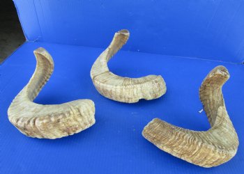 20 to 22 inches Merino Ram, Sheep Horns - $18.99 each; 4 @ $16.80 each