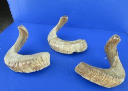 20 to 22 inches Merino Ram, Sheep Horns - $18.99 each; 4 @ $16.80 each