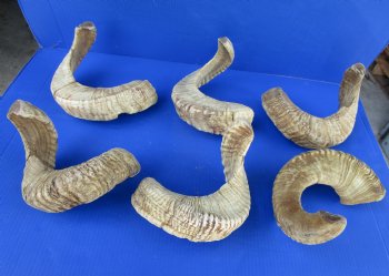 20 to 22 inches Merino Sheep Horns, Ram Horns <font color=red> Wholesale </font>  - 9 @ $10.50 each