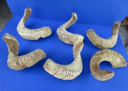 20 to 22 inches Merino Sheep Horns, Ram Horns <font color=red> Wholesale </font>  - 9 @ $10.50 each