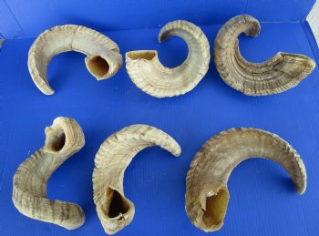 20 to 22 inches Merino Sheep Horns, Ram Horns <font color=red> Wholesale </font>  - 9 @ $10.50 each