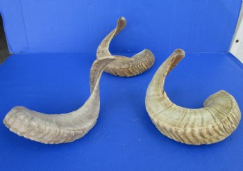 23 to 26 inches Ram, Sheep Horns - $24.99 each; 4 @ $23.20 each