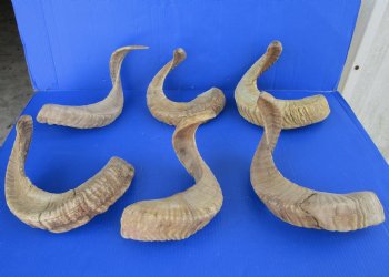 23 to 26 inches Ram, Sheep Horns - $24.99 each; 4 @ $23.20 each