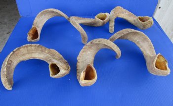 23 to 26 inches Ram, Sheep Horns - $24.99 each; 4 @ $23.20 each