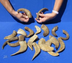 Extra Small Sheep Horns 5 to 9 inches  - 10 @ $8.24 each