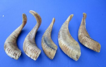 8 to 11 inches Buffed Indian Sheep Horns, Ram Horns- <font color=red> Wholesale</font> - 18 @ $5.50 each