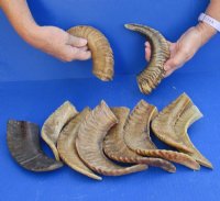 8 to 11 inches Buffed Indian Sheep Horns, Ram Horns- <font color=red> Wholesale</font> - 18 @ $5.50 each