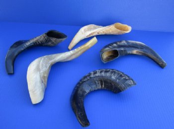 Polished Ram's Horn Shofars, Sheep Horn Shofars <font color=red> Wholesale</font> 13 to 17 inches -8 @ $19.50 each