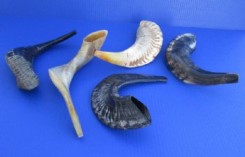 Polished Ram's Horn Shofars, Sheep Horn Shofars <font color=red> Wholesale</font> 13 to 17 inches -8 @ $19.50 each