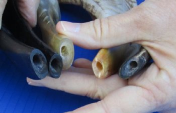 Polished Ram's Horn Shofars, Sheep Horn Shofars <font color=red> Wholesale</font> 13 to 17 inches -8 @ $19.50 each