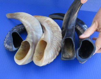 Polished Ram's Horn Shofars, Sheep Horn Shofars <font color=red> Wholesale</font> 13 to 17 inches -8 @ $19.50 each