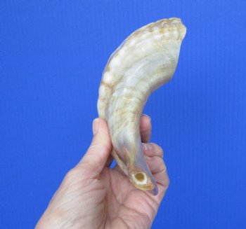 Polished Ram's Horn Shofars, Sheep Horn Shofars <font color=red> Wholesale</font> 13 to 17 inches -8 @ $19.50 each