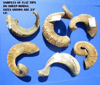 12 to 15 inches Buffed Indian Sheep Horns, Ram Horns, Light Shine- 2 @ $12.00 each <FONT COLOR=RED> *SALE* 2 @ $9.60 EACH</FONT>