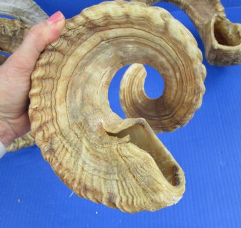 20 to 22 inches Merino Sheep Horns, Ram Horns <font color=red> Wholesale </font>  - 9 @ $10.50 each